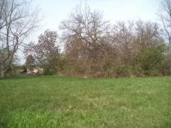 Walnut, Inkster, MI