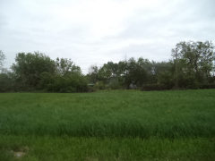 Spruce, vacant